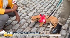 Cachorro resgatado vira mascote no quartel do Catete do Corpo de Bombeiros – Rede Globo (Bom Dia Rio)