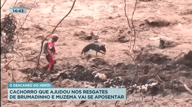 Lost, cão do Corpo de Bombeiros RJ que atuou em Brumadinho e Muzema, vai se aposentar – Record RJ (Balanço Geral)