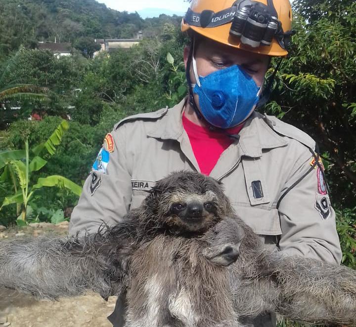 Bicho-preguiça e filhote são resgatados por bombeiros de Petrópolis – G1