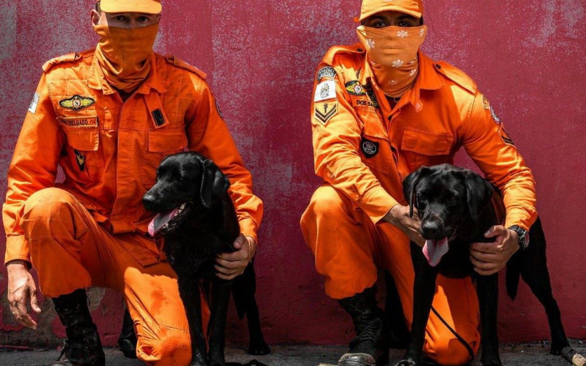 Corpo de Bombeiros no Rio conta com ‘estagiários’ de quatro patas – O Dia Online