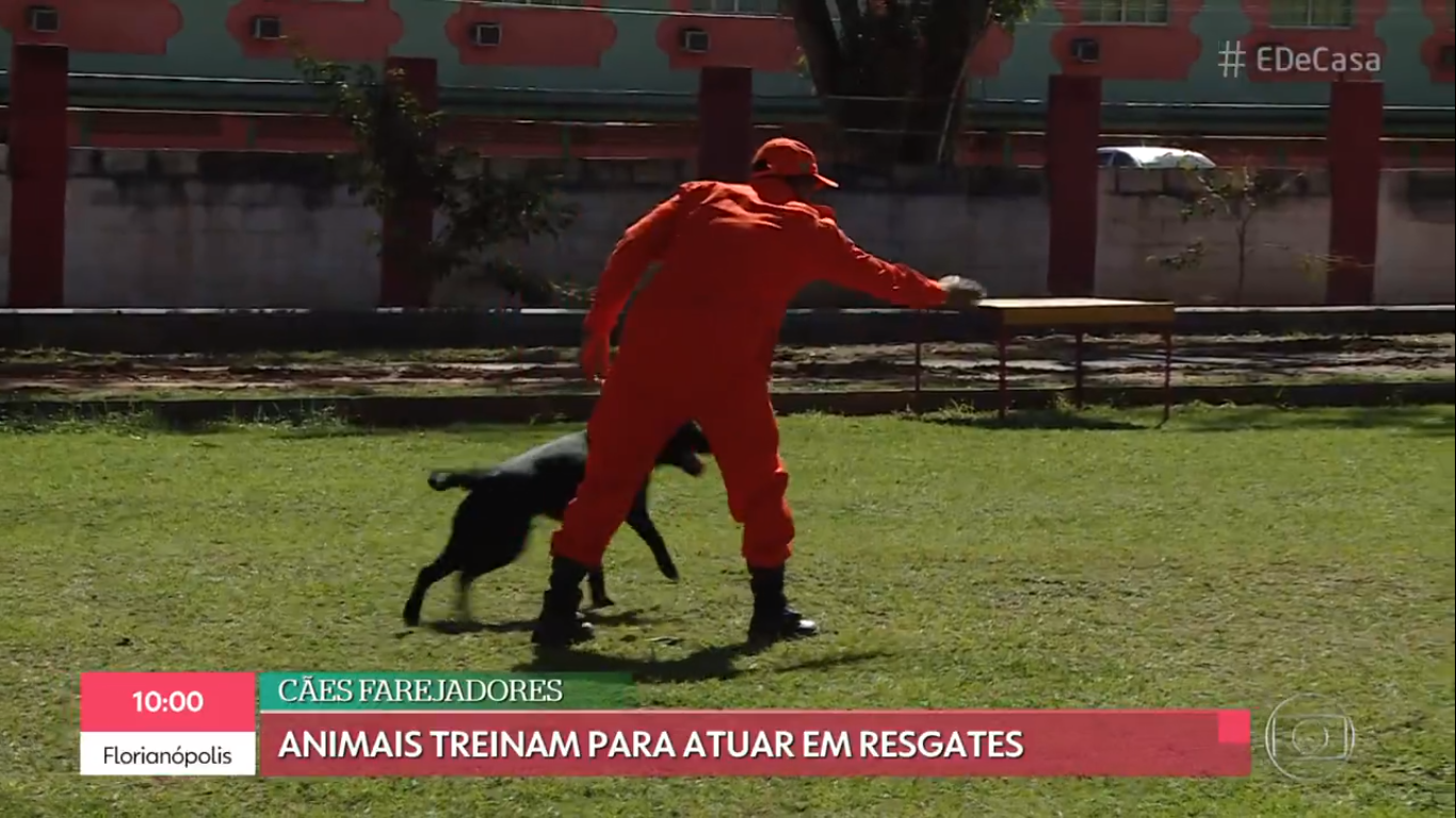 Cachorros se preparam para atuar em resgates com bombeiros do Rio – TV Globo (É de Casa)