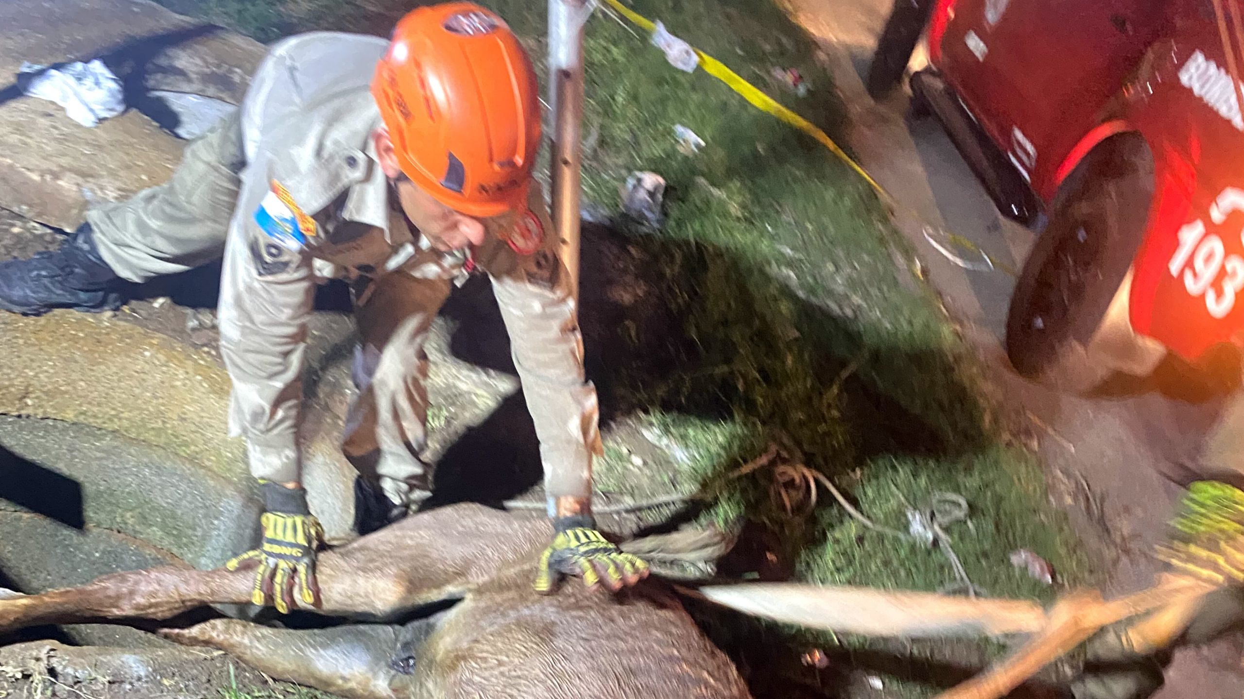 Bombeiros resgatam cavalo de bueiro em São Gonçalo